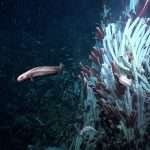 Ikan eelpout berenang di antara koloni cacing tabung (*tubeworms*) yang hidup di sekitar hydrothermal vent, memanfaatkan ekosistem unik laut dalam yang bergantung pada kemosintesis.