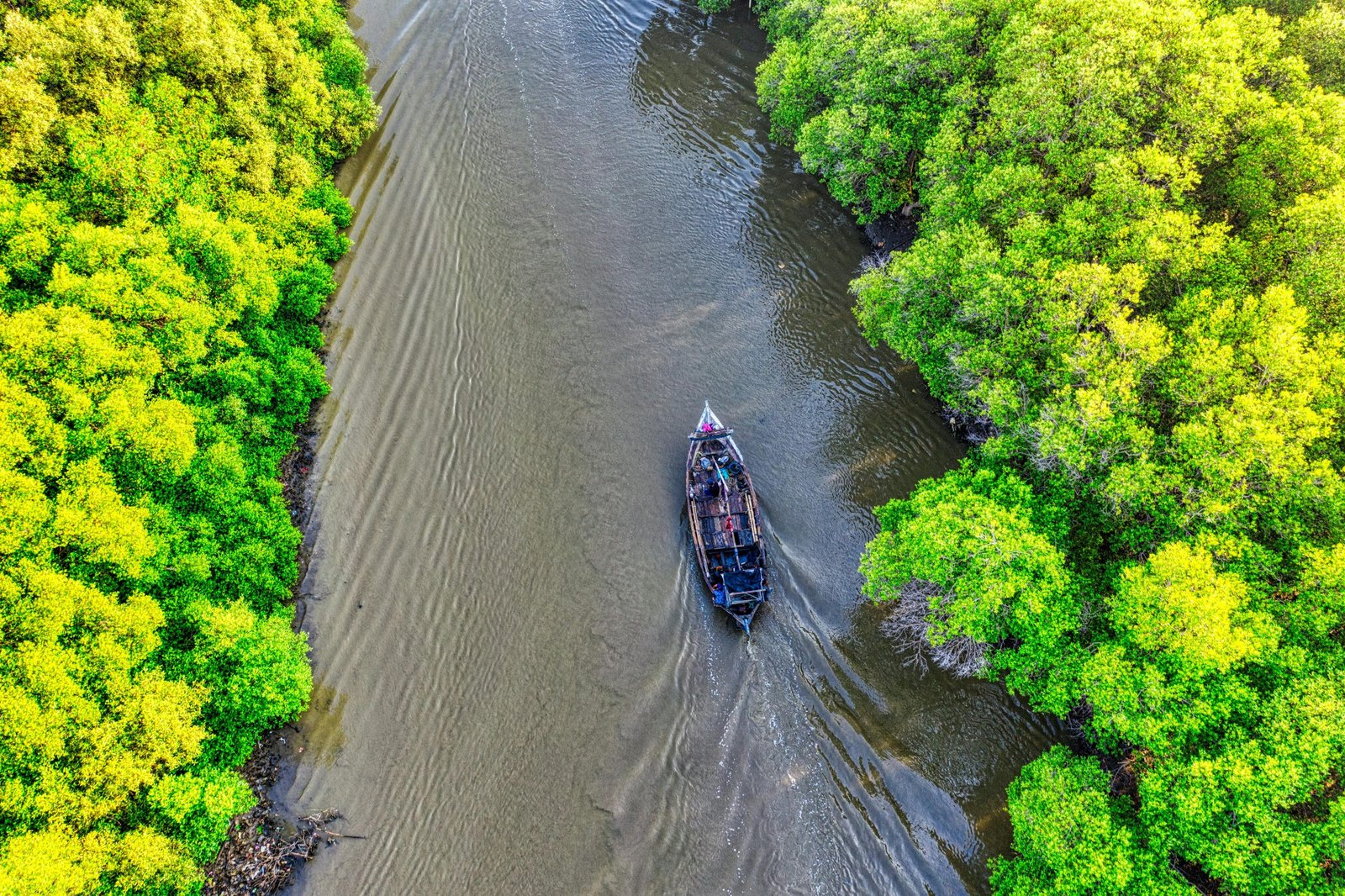 Hutan mangrove dari foto udara drone